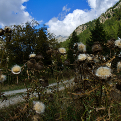 DSCF6975_a_bd