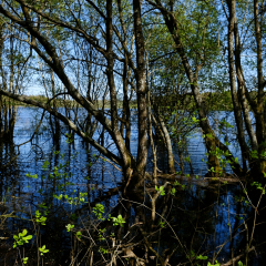 DSCF0423c_bd