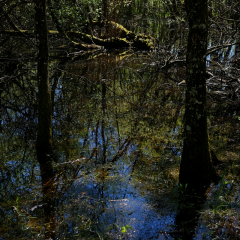 DSCF0436c_bd